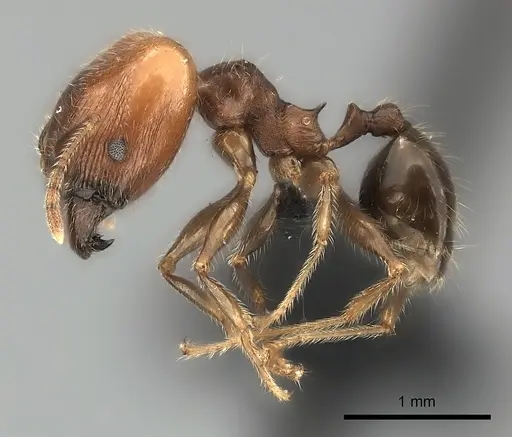 Pheidole spinosa - CASENT0491625