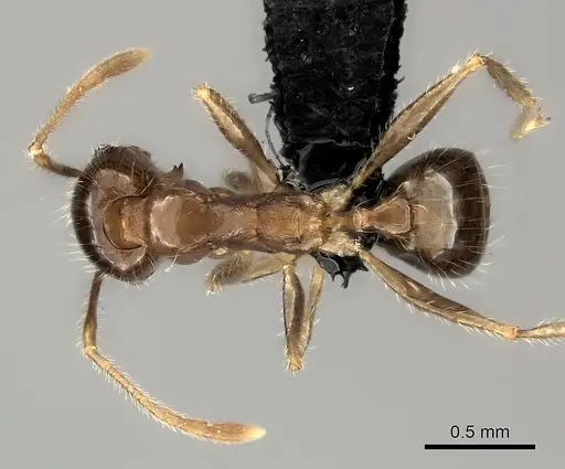 Pheidole spinosa - CASENT0498508