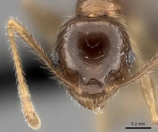 Pheidole spinosa - CASENT0498508
