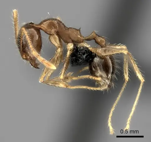 Pheidole spinosa - CASENT0498508