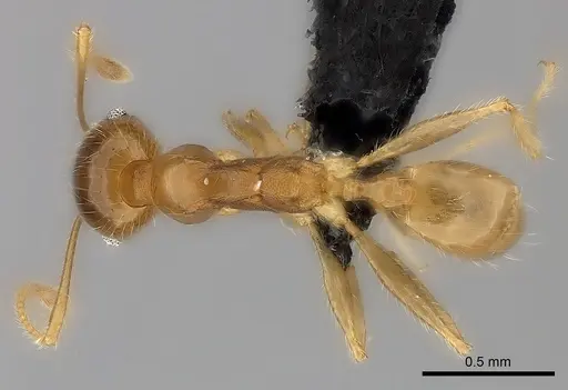 Pheidole spinosa - CASENT0499337
