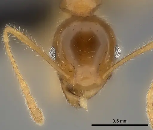 Pheidole spinosa - CASENT0499337