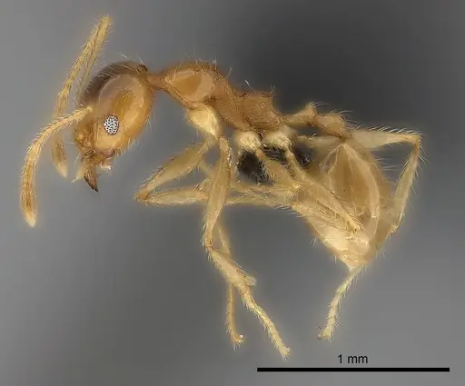 Pheidole spinosa - CASENT0499337