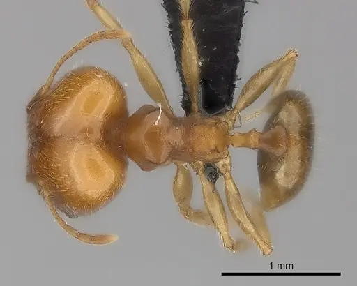 Pheidole spinosa - CASENT0499338