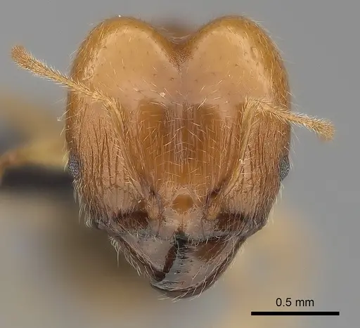 Pheidole spinosa - CASENT0499338