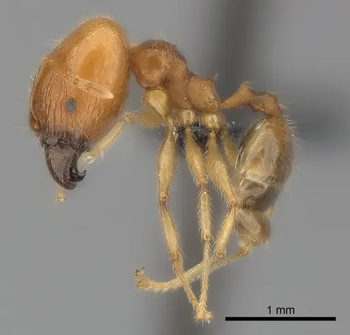 Pheidole spinosa - CASENT0499338