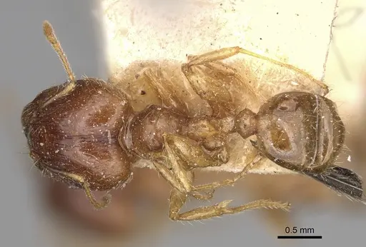 Pheidole spinosa - CASENT0923199