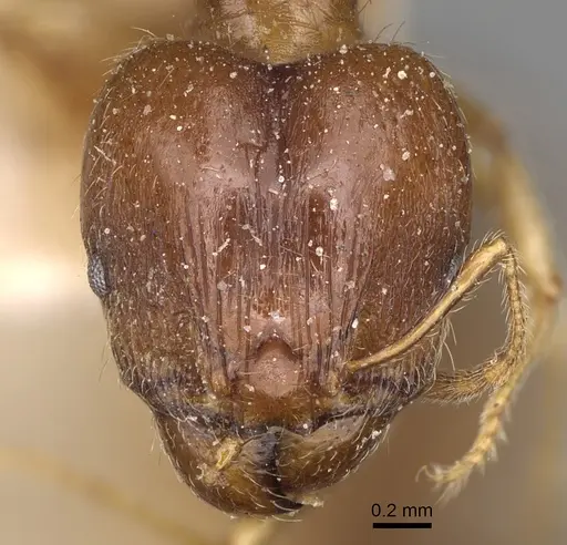 Pheidole spinosa - CASENT0923199