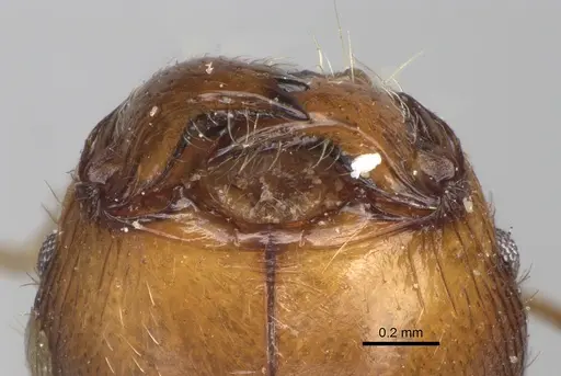 Pheidole spinosa - CASENT0923199