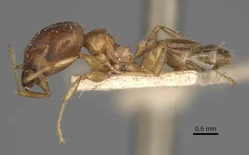 Pheidole spinosa - CASENT0923199