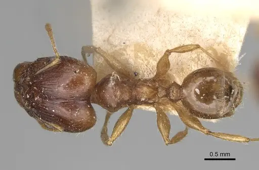 Pheidole spinosa - CASENT0923200