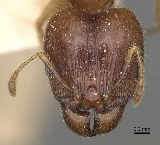 Pheidole spinosa - CASENT0923200
