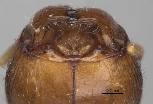 Pheidole spinosa - CASENT0923200