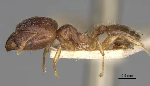 Pheidole spinosa - CASENT0923200