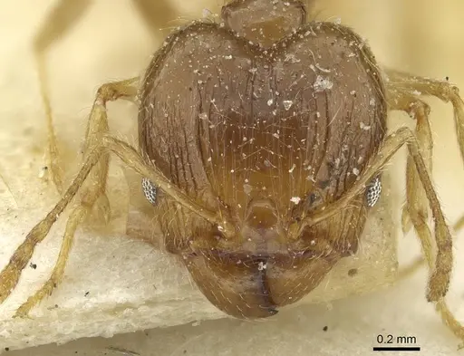 Pheidole squalida specimen