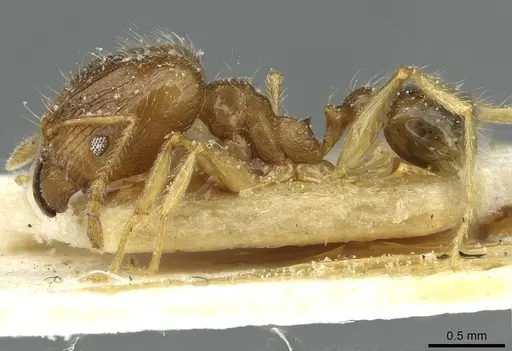 Pheidole squalida specimen