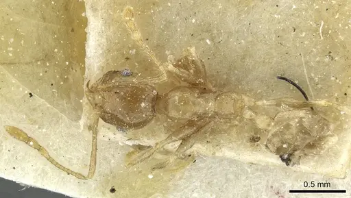 Pheidole squalida - CASENT0913453