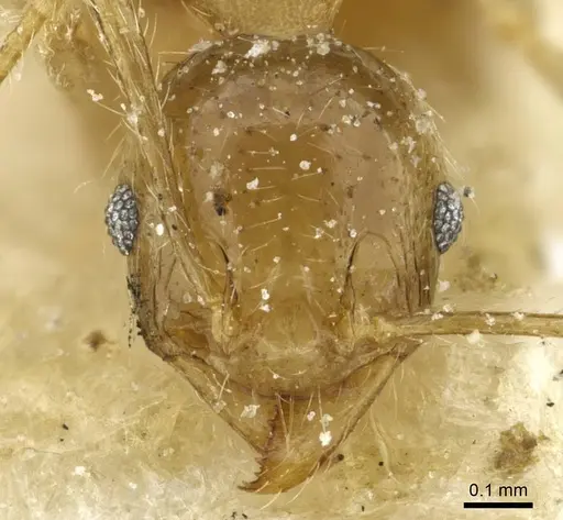 Pheidole squalida - CASENT0913453