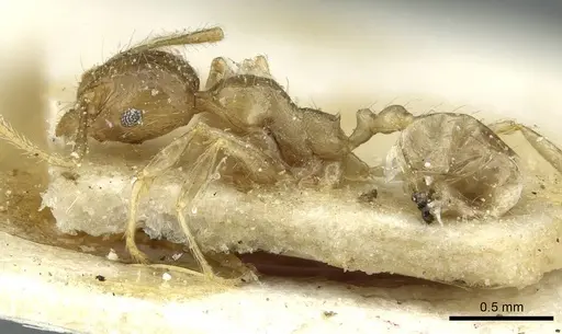 Pheidole squalida - CASENT0913453