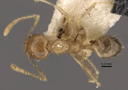 Pheidole squalida - CASENT0917786