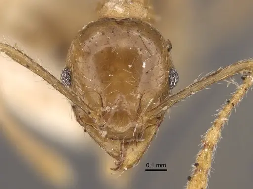 Pheidole squalida - CASENT0917786
