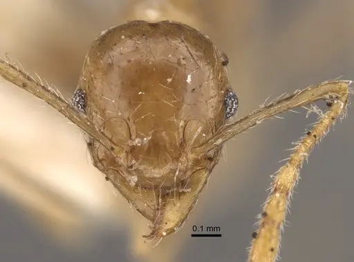 Pheidole squalida - CASENT0917786