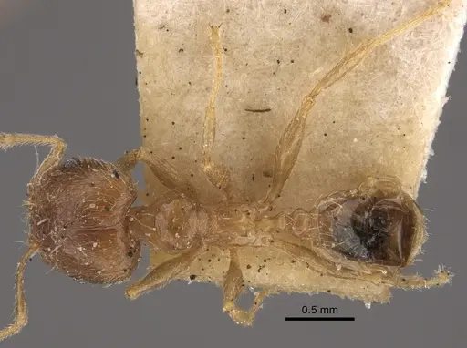 Pheidole squalida - CASENT0917787