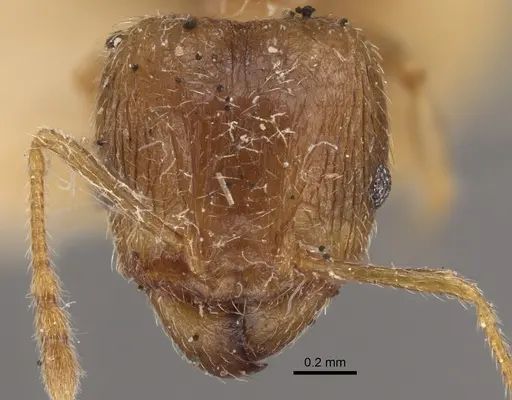 Pheidole squalida - CASENT0917787