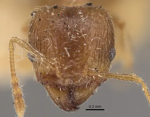 Pheidole squalida - CASENT0917787