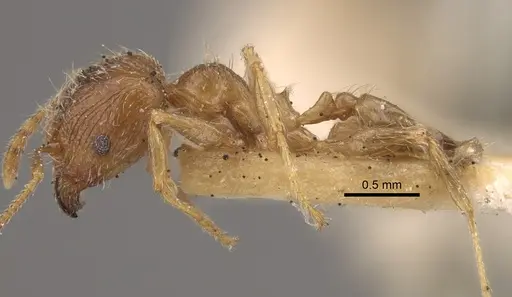 Pheidole squalida - CASENT0917787