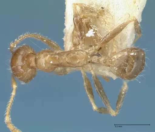 Pheidole squalida - FOCOL1320