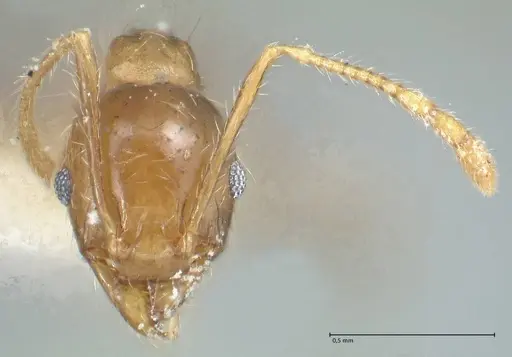 Pheidole squalida - FOCOL1320