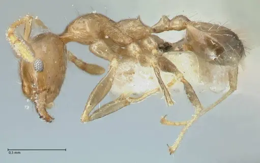Pheidole squalida - FOCOL1320