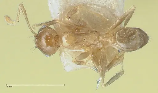 Pheidole squalida - FOCOL1321