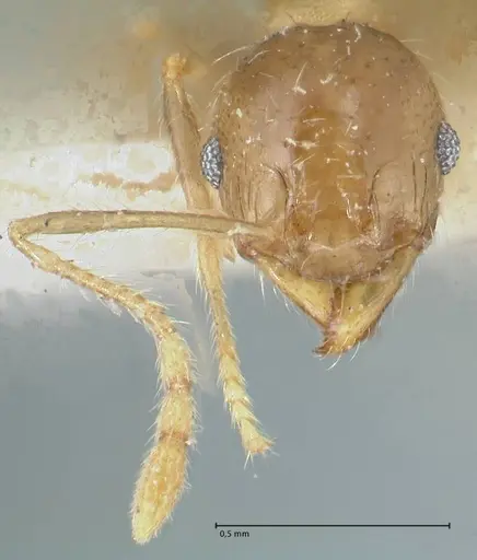 Pheidole squalida - FOCOL1321