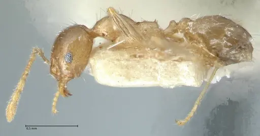 Pheidole squalida - FOCOL1321