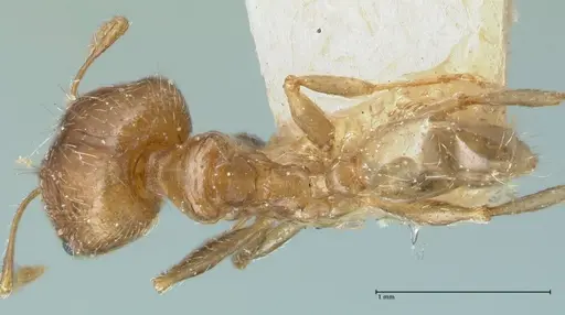 Pheidole squalida - FOCOL1322