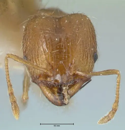 Pheidole squalida - FOCOL1322