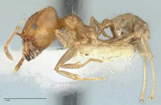 Pheidole squalida - FOCOL1322