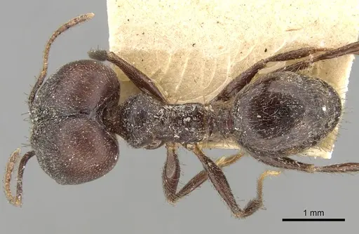 Pheidole steinheili specimen