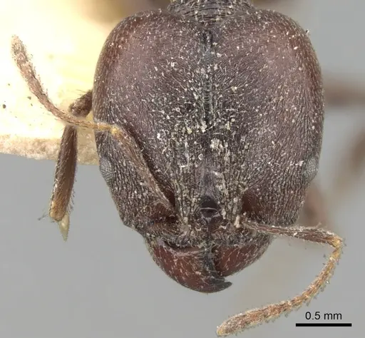 Pheidole steinheili specimen