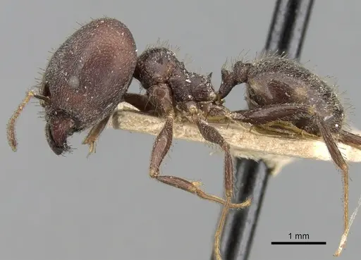 Pheidole steinheili specimen