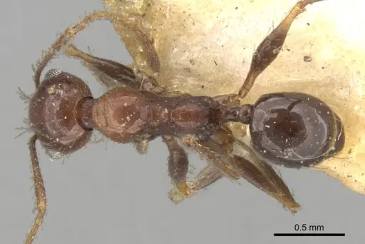 Pheidole steinheili - CASENT0281742