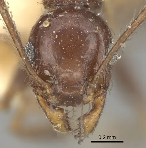 Pheidole steinheili - CASENT0281742