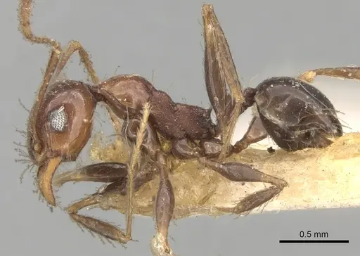 Pheidole steinheili - CASENT0281742