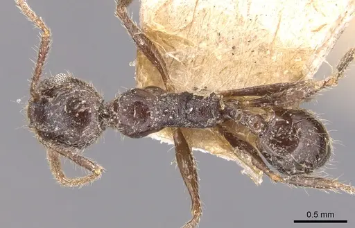 Pheidole steinheili - CASENT0904343