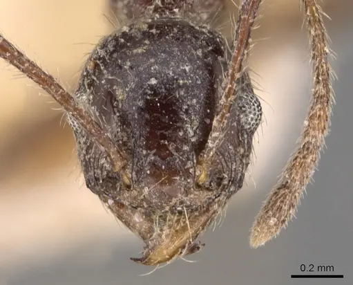 Pheidole steinheili - CASENT0904343