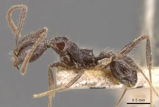 Pheidole steinheili - CASENT0904343