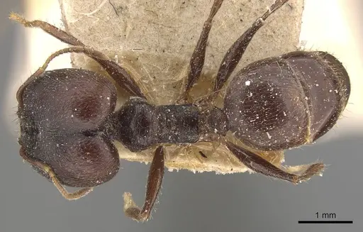 Pheidole steinheili - CASENT0908119