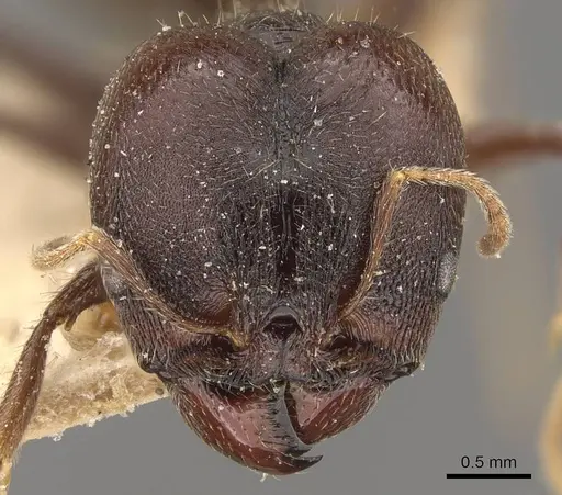 Pheidole steinheili - CASENT0908119